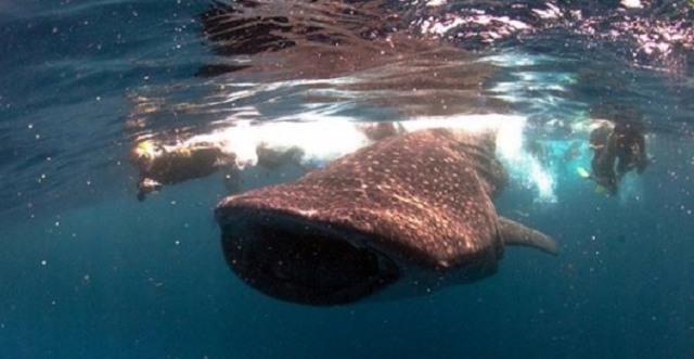 nadando con tiburon ballena